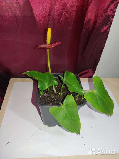 Мужское счастье (не бронирую)