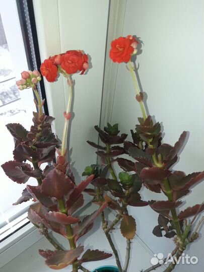 Продам каланхоэ