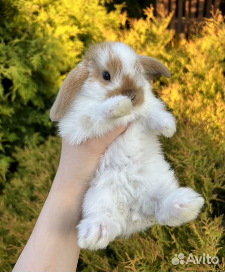 Карликовые вислоухие крольчата, минилоп