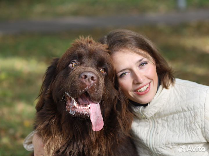 Кинолог, дрессировка собак