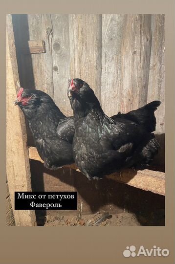 Инкубационное яйцо цветной микс