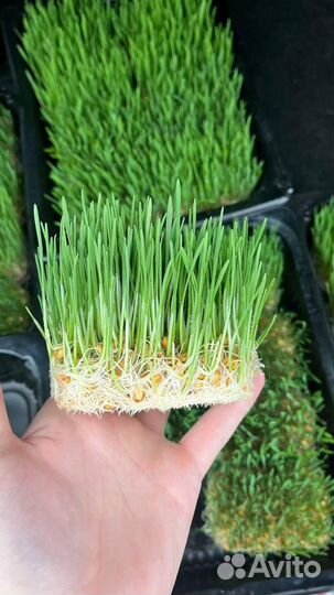 Трава для животных (готовый бизнес)