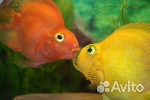 Попугай американский красный, зеленый, платина