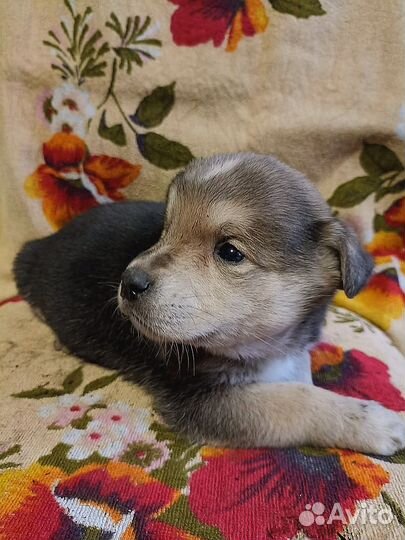 Щенок в добрые руки