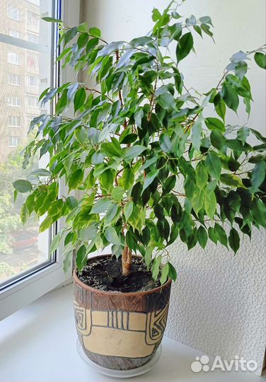 Фикусы разные