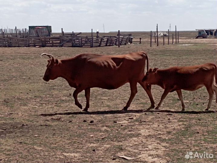 Коровы с телятами