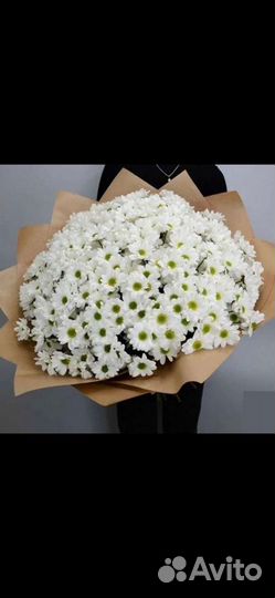 Хризантемы