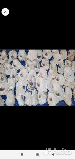 Ракушки устриц