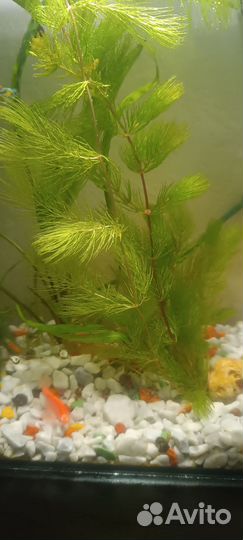 Аквариумное растение роголистник