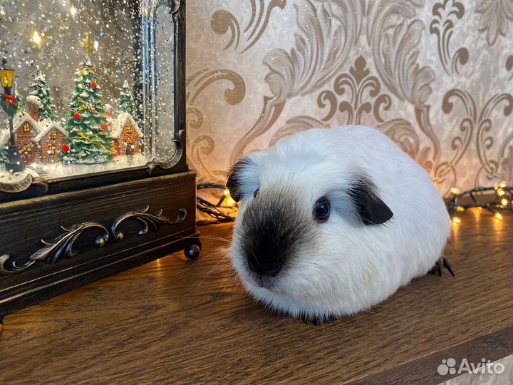 Морская свинка калифорния девочка