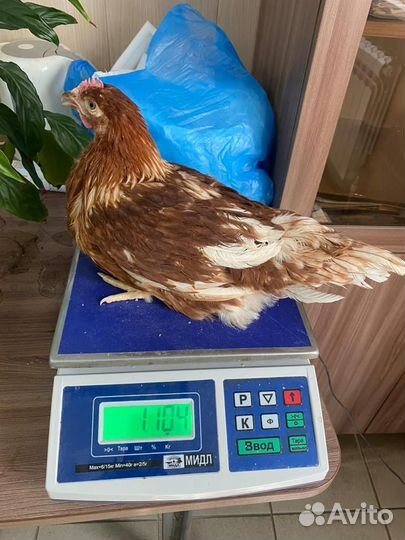 Куры молодки несушки