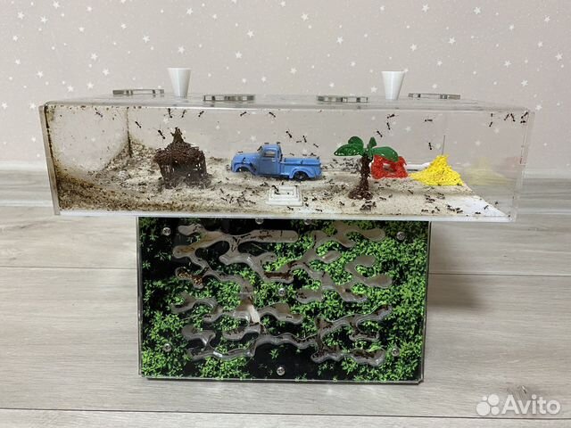 Муравьиная ферма с муравьями Формикарий