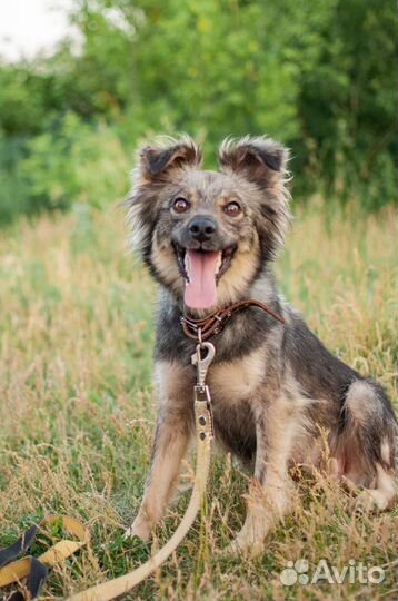 Очаровательная Челси в хорошие руки