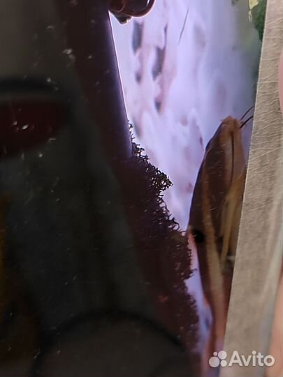 Аквариумные рыбки бесплатно