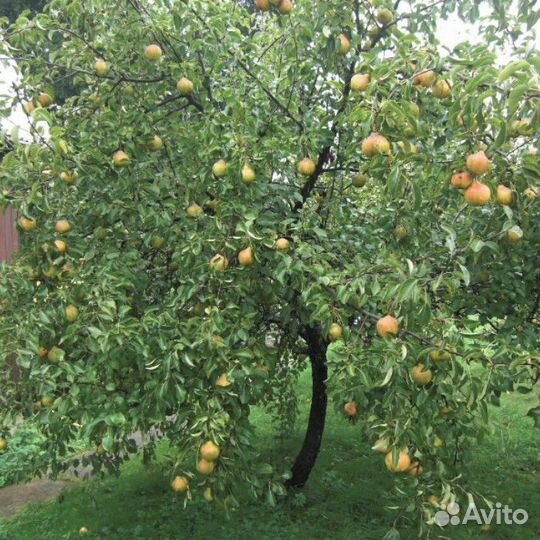 Саженцы груши