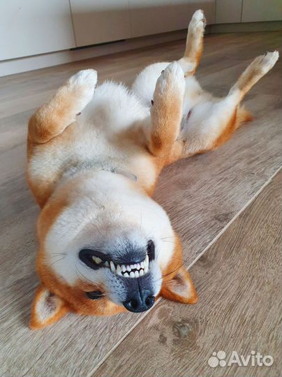 Шиба (сиба) ину для вязки