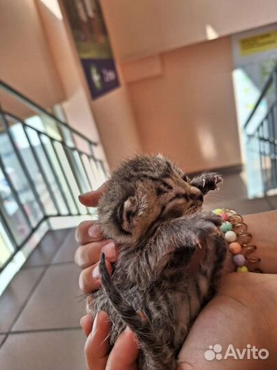 Мальчик черный,а девочка серая