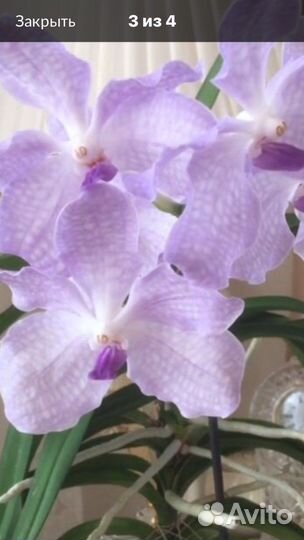 Орхидея ванда