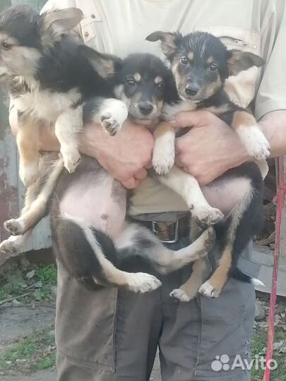 Домашние животные собаки щенки бесплатно