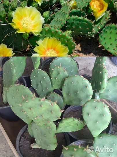 Опунция(жёлтая)