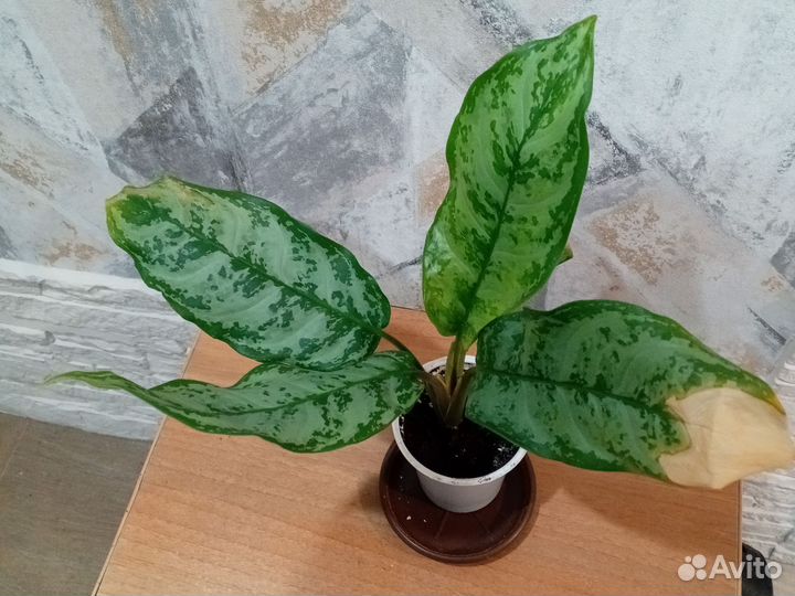 Аглаонема фридман