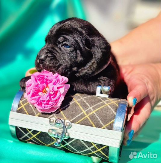 Щенки Кане Корсо