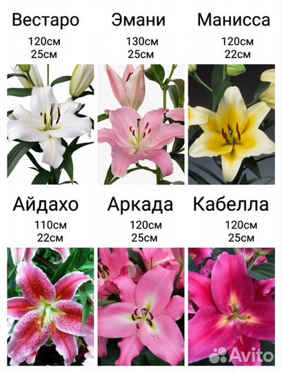 Лилии с луковицей