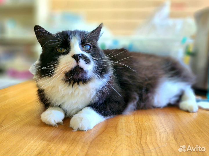 Коты в добрые руки