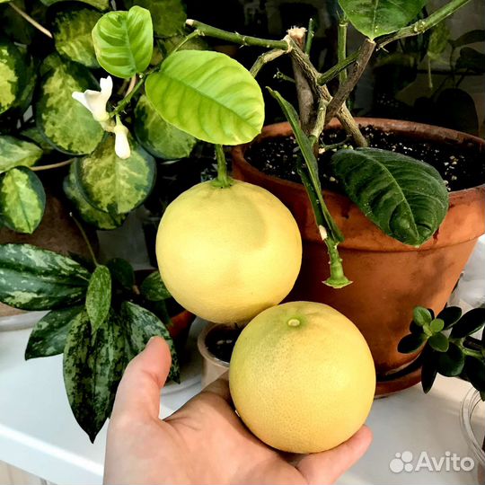 Лимон Мейера