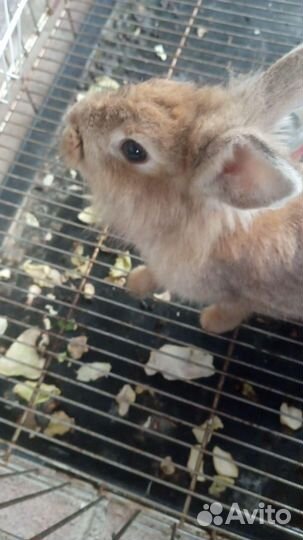 Декоративный кролик