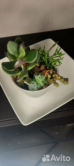 Композиции из суккулентов, хавортии