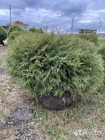 Туя боулинг