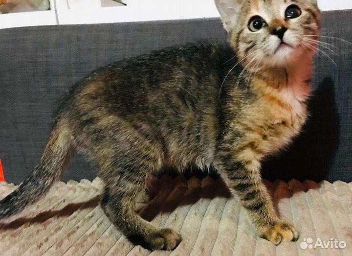 Котенок ищет хозяина