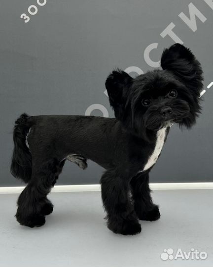 Груминг собак и кошек. Чистка зубов