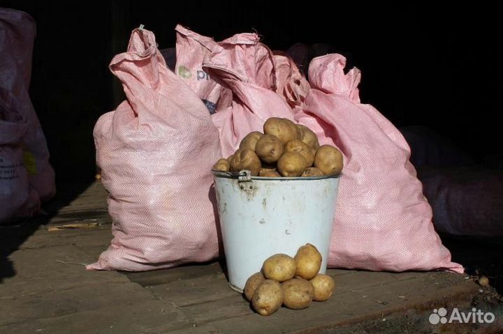 Продам картофель