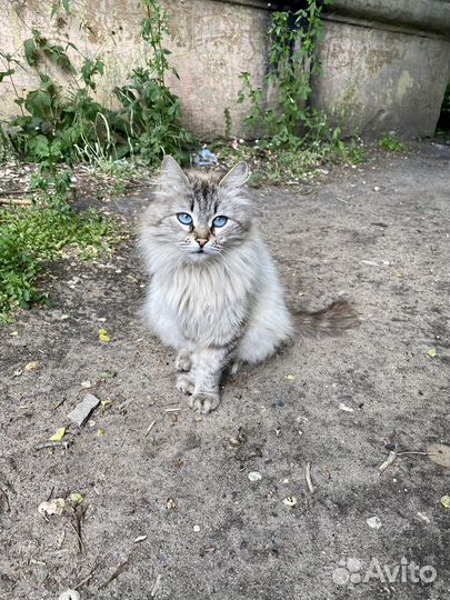 Кошки в добрые руки бесплатно