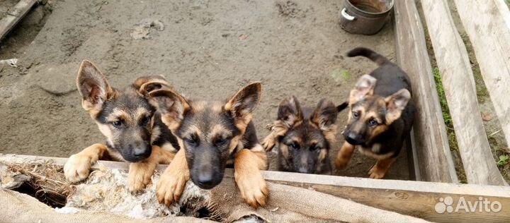 Собаки щенки немецкая овчарка