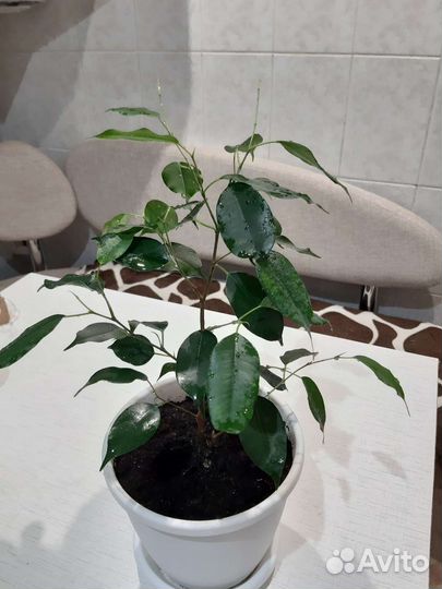 Фикус бенджамина