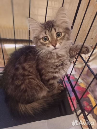 Подкинули котёнка в подъезд