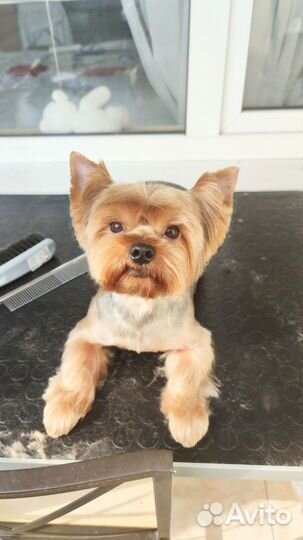 Груминг и передержка собак и кошек