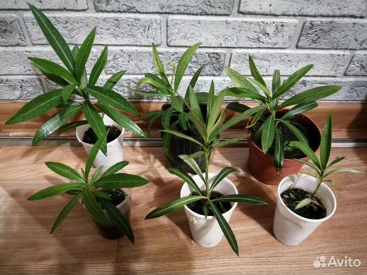 Олеандр белый махровый