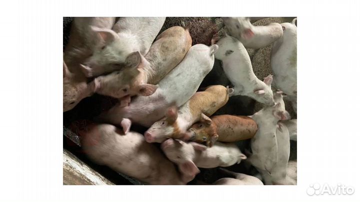 Рулька свиная. Свинина с хозяйства. Домашнее мясо