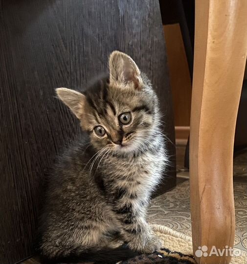 Шотландская