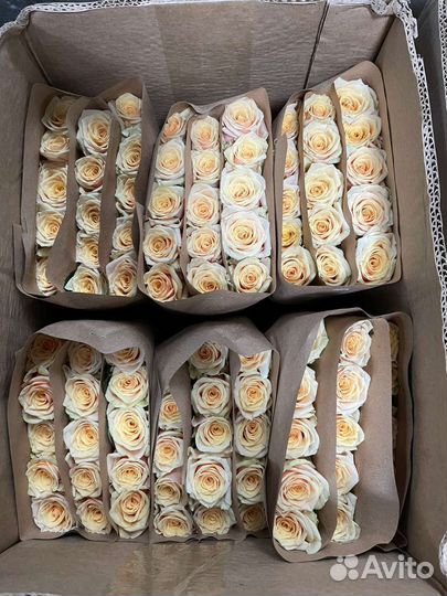 Роза в Новосибирске с доставкой в городе. Роза