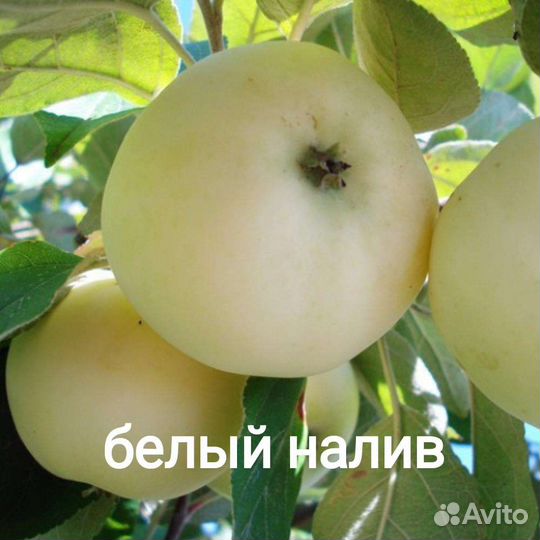 Саженцы яблони