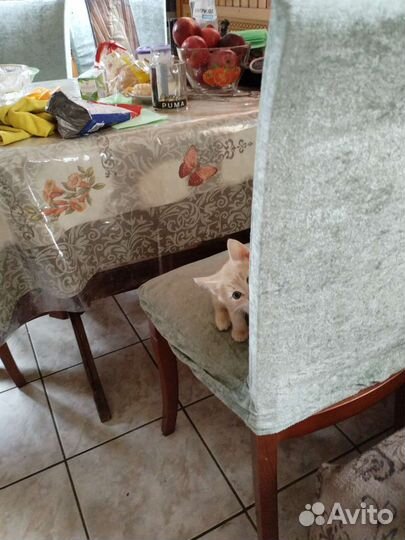 Котенок с доставкой, в добрые руки