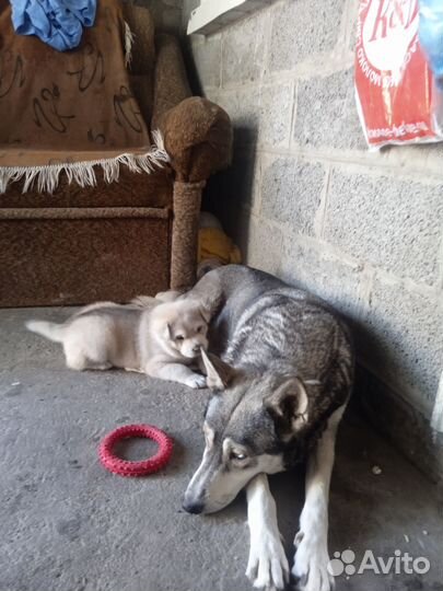 Щенок волчицы