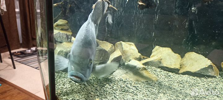 Аквариумные рыбки