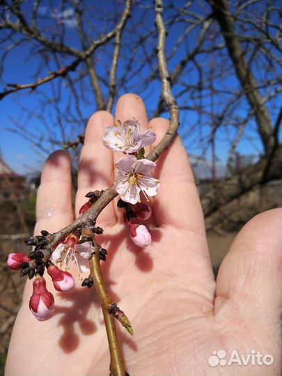 Саженцы краснощекого абрикоса