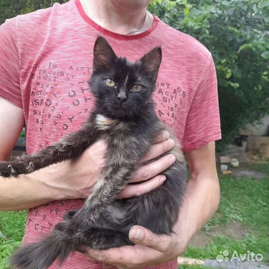 Кошки бесплатно